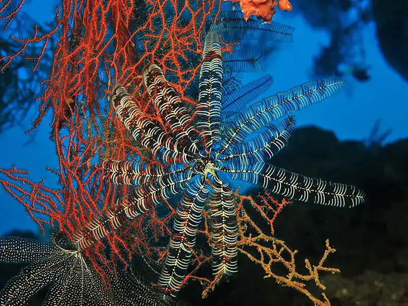 Crinoids (Feathered Star/Crinoids - General Overview)