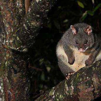 Mountain brushtail mink