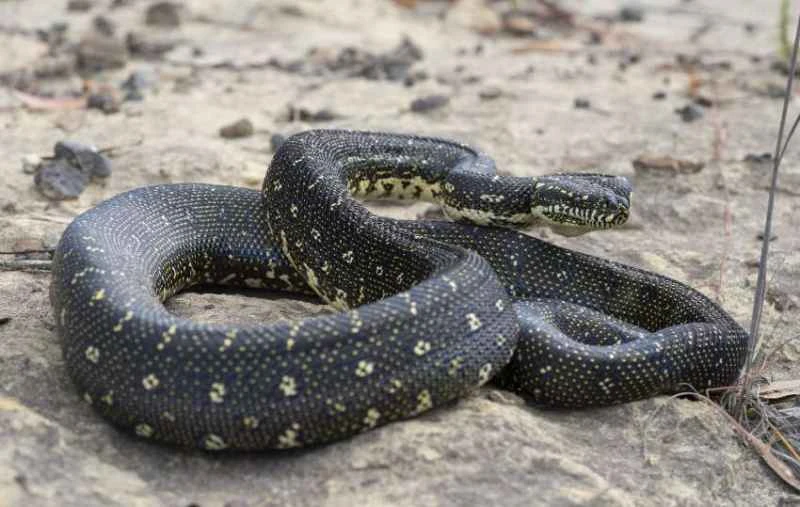 Diamond Python, Morelia spilota spilota