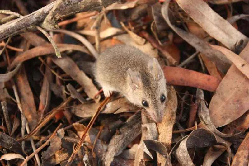 Common marsupial shrew