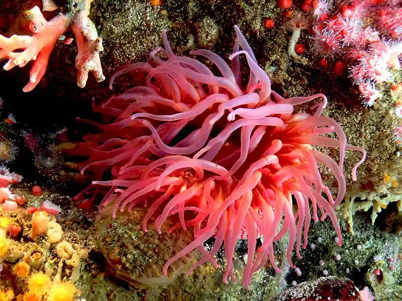 Sea anemones