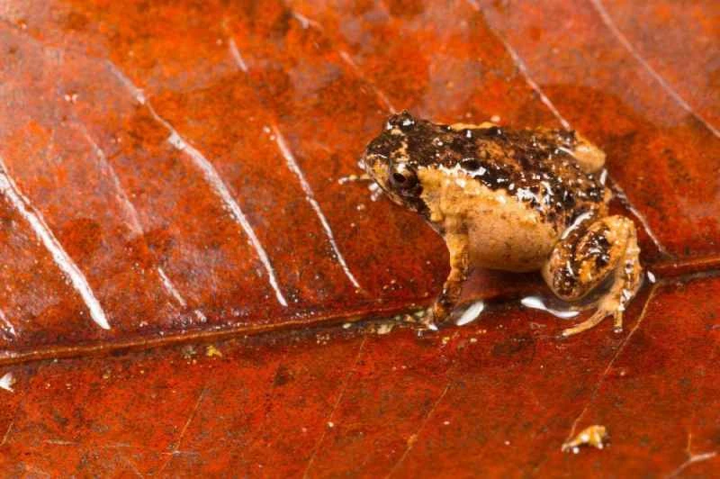 The Sound-Raising Frog, Cophixalus crepitans