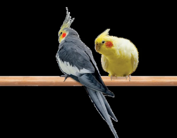 cockatiel