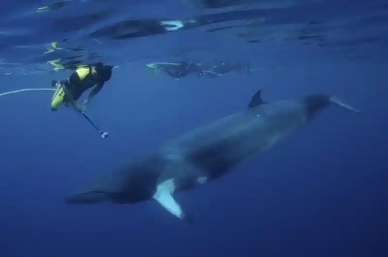 Minke whale (common minke whale)