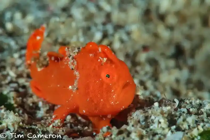 The genus *Antennarius* (also known as frogfish scorpionfish)