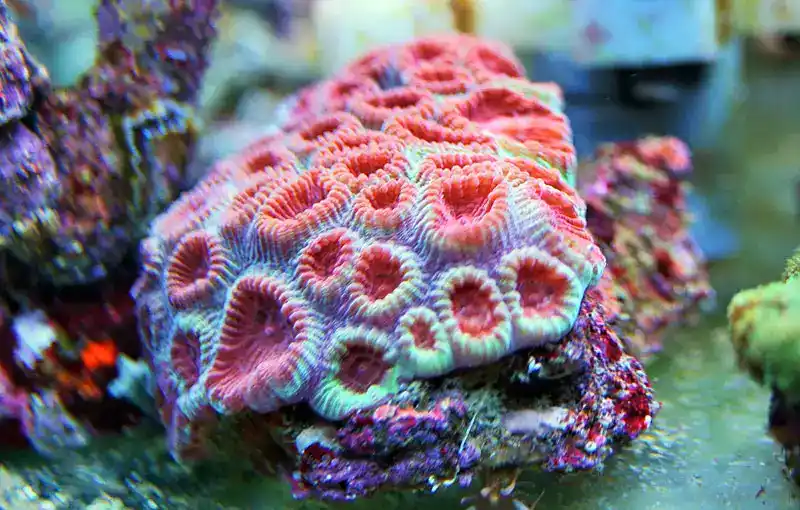 Favia speciosa (= Dipsastraea speciosa) is a type of honeycomb coral.