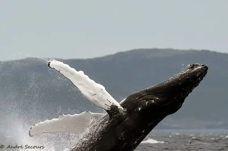 Humpback whale, Megaptera novaeangliae
