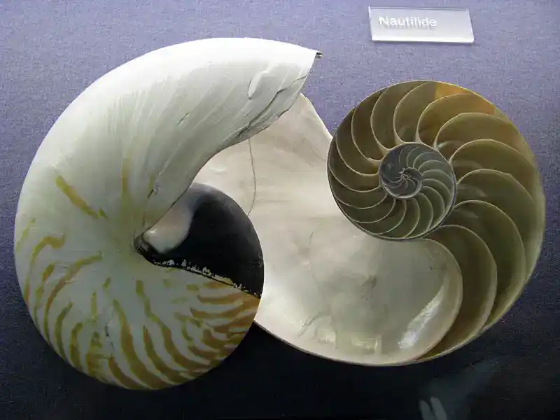 Nautilus