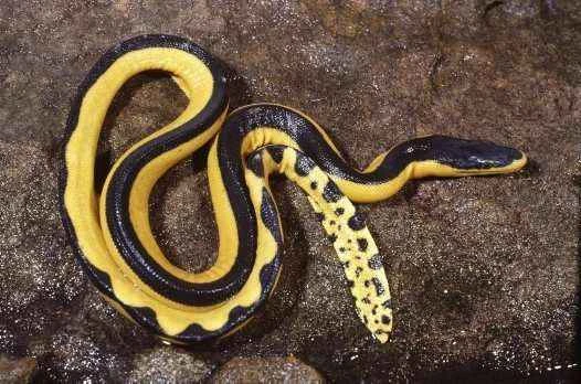 Yellow-bellied sea snake, *Hydrophis platurus*