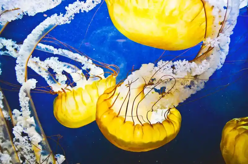 Scyphozoa (True Jellyfish: General Overview)