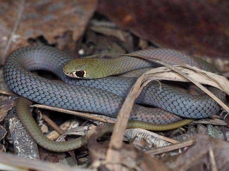 Yellow-faced whip snake