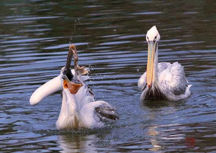 Pelicans (Genus Overview)