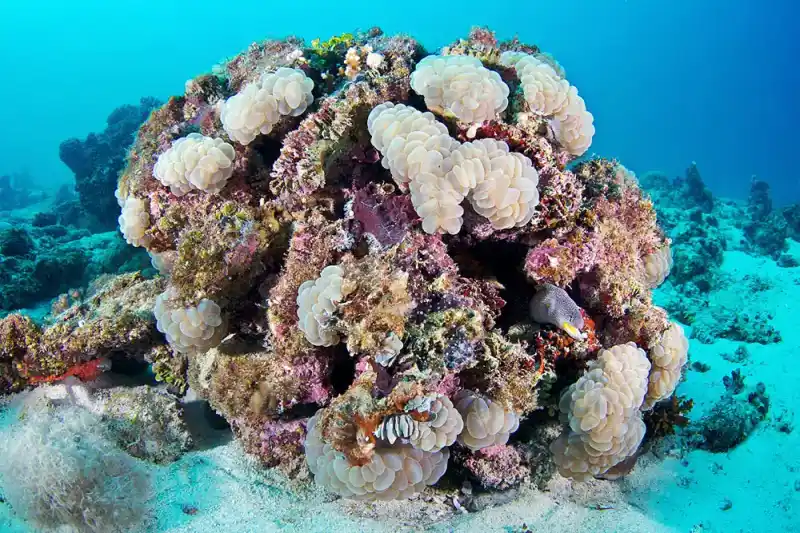 Pearl bubble coral (bubble coral)
