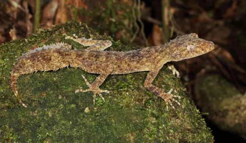 Southern Leaf-tailed Gecko, Phyllus platurus