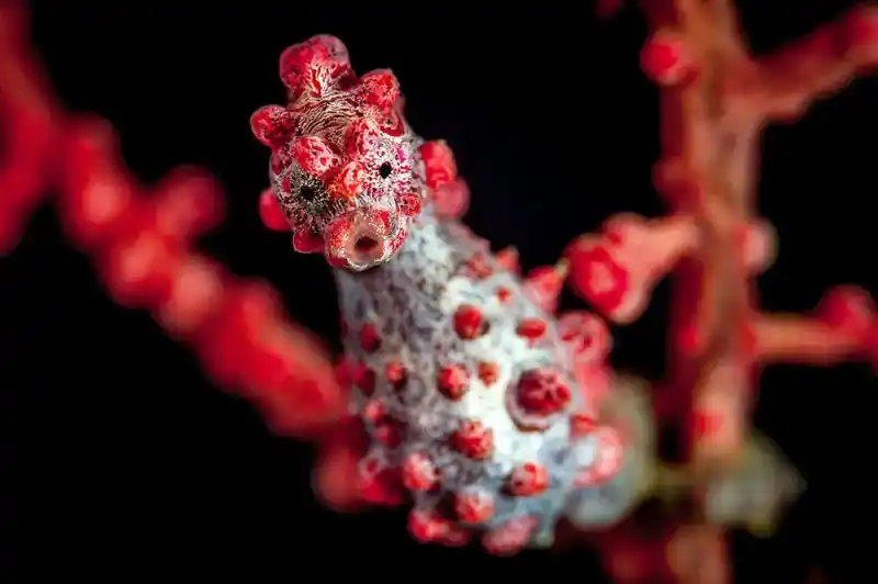 Dwarf seahorse, Hippocampus (including H. bargibanti, H. denise, etc.)