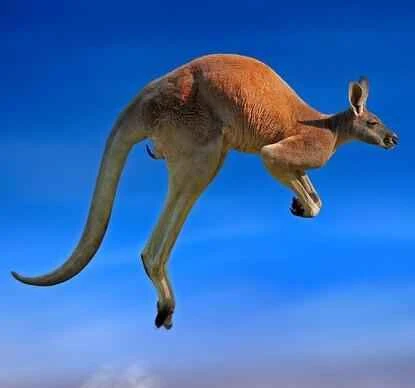 kangaroo,