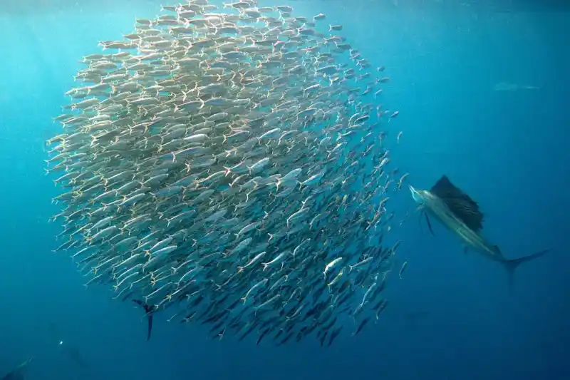 Sailfish (Sailing Sailfish)