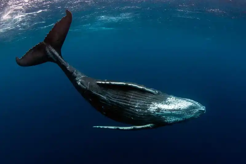 Humpback whale