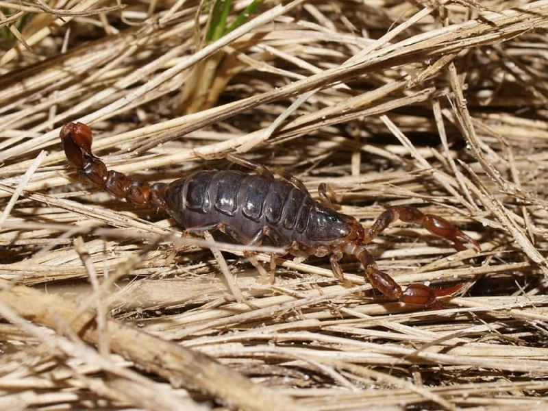 Forest scorpions/wood scorpions (a type of forest scorpion/wood scorpion that lives in woodland and dead wood environments within the order Scorpiones)