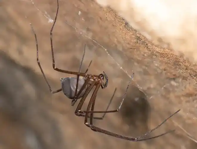 Tasmanian cave spider, Hickmania troglodytes