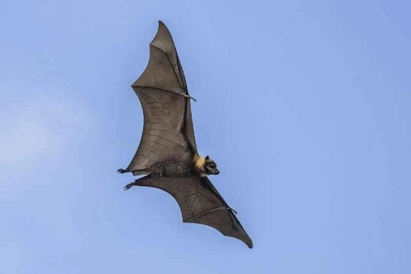 Large-eared flying fox, Pteropus macrotis