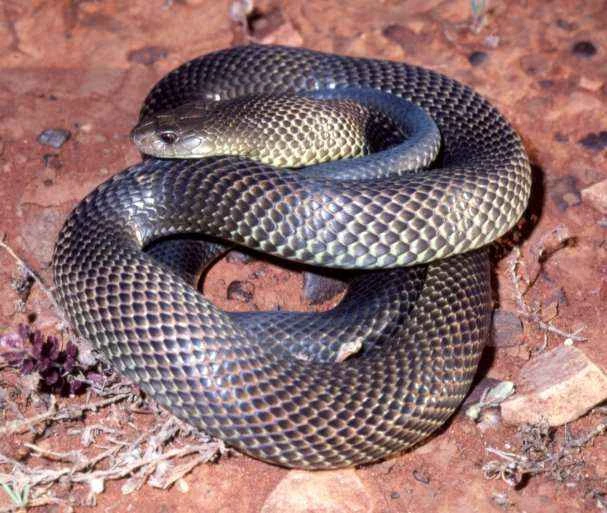 Murga snake / Brown King snake