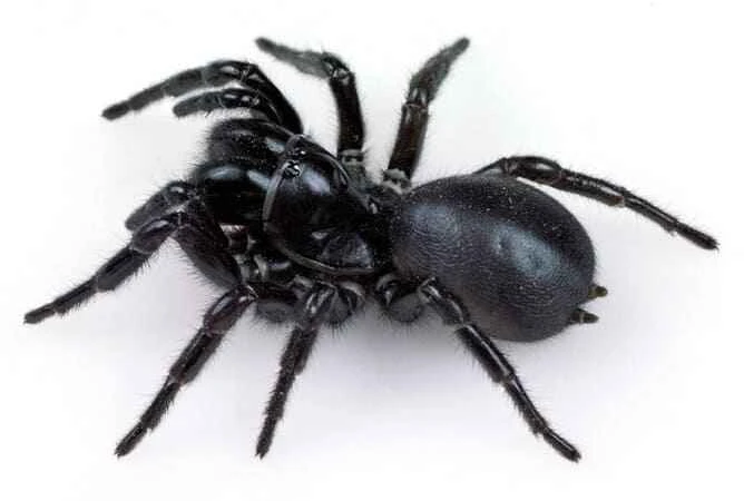 Australian funnel-web spider, Atracidae (representative genera: Atrax, Hadronyche, Illawarra)