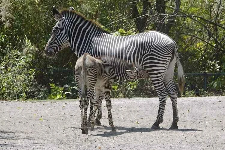 Grevy's zebra