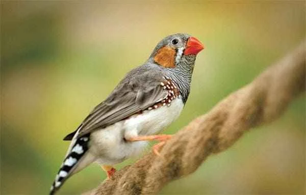 zebra finch