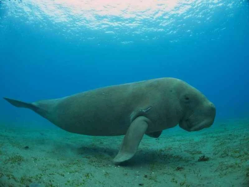 Dugong,Dugong dugon