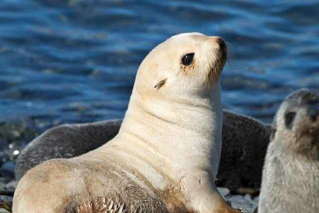 fur-seal-2.jpg