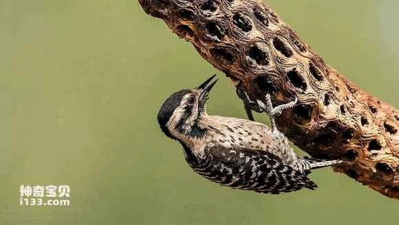 2023053061714384.jpg 277a47391f30e9245adc094947086e061c95f7c6_九雷图片转换器.jpg