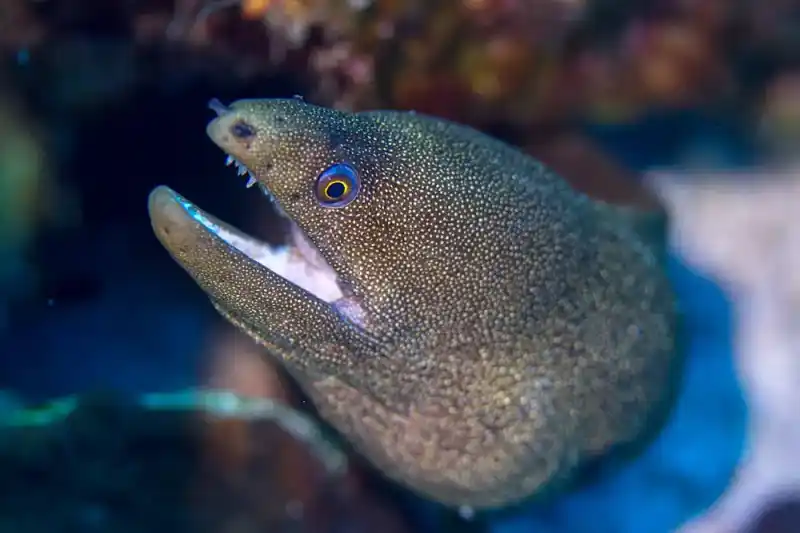 Snow eel (Echidna nebulosa | old name Muraena pardalis), Echidna nebulosa (syn. Muraena pardalis)