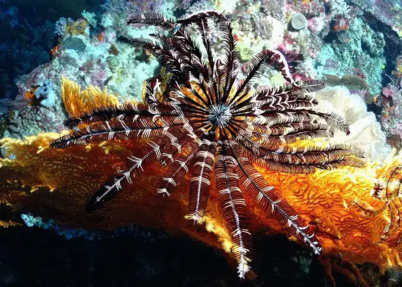 Crinoids (Feathered Star/Crinoids - General Overview)
