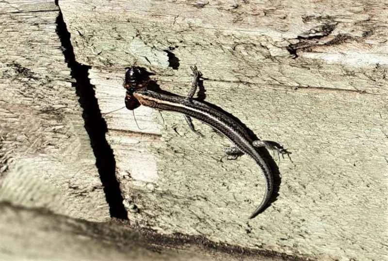 Fence skink