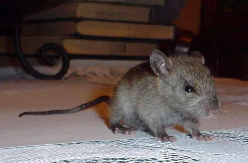 Black rat, Rattus rattus