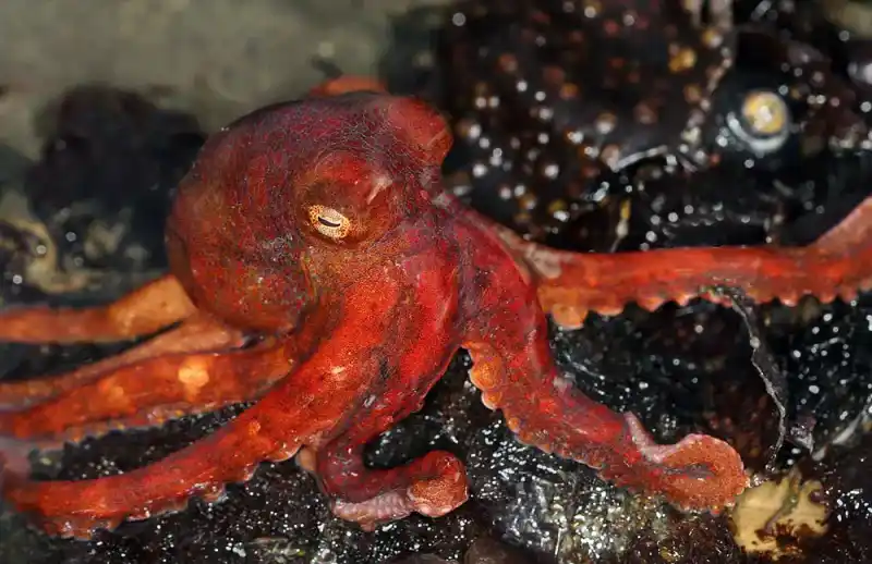 Octopodidae (General Overview)