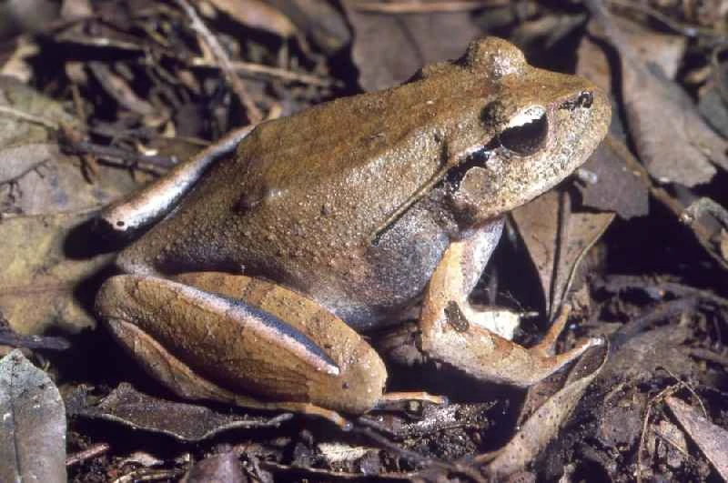 Fletcher's frog, Lechriodus fletcheri
