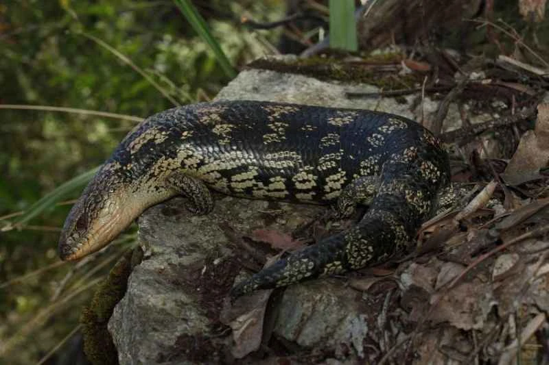 Spotted Blue-tongued Lizard, *Tiliqua nigrolutea*