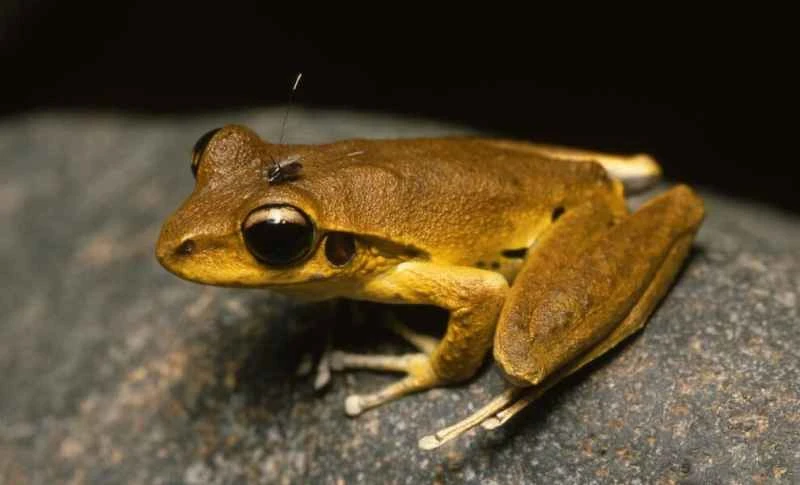 Rock Creek Tree Frog, Ranoidea wilcoxii