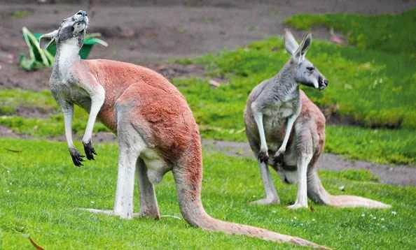 Red kangaroo,