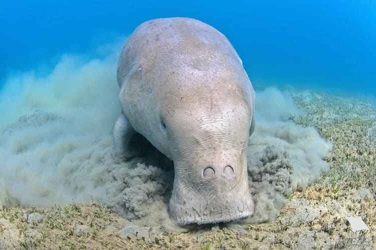 Dugong dugon