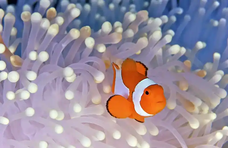 Clownfish subfamily