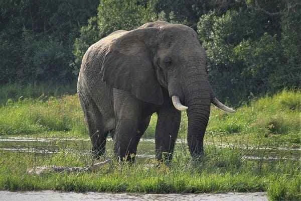 Sumatran elephant