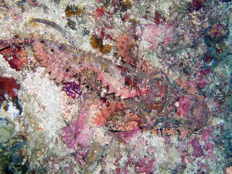 Reef fish / Stonefish