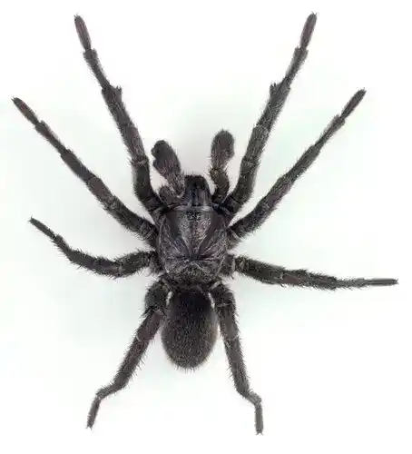 Arbanitis rapax (representative species of brown burrowing spider in the Sydney region)