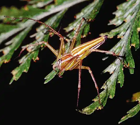 Cat spiders, Oxyopidae (typical genera include Oxyopes and Peucetia)