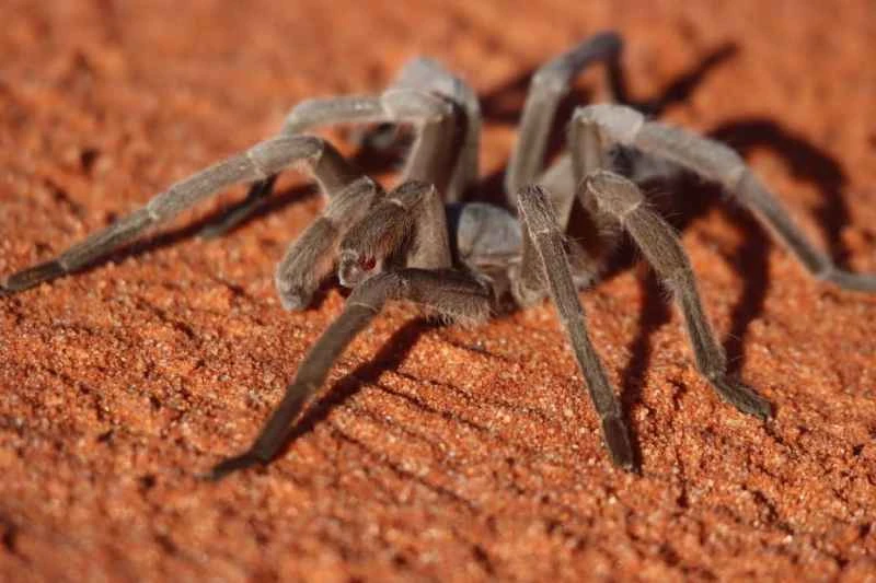 Australian tarantula