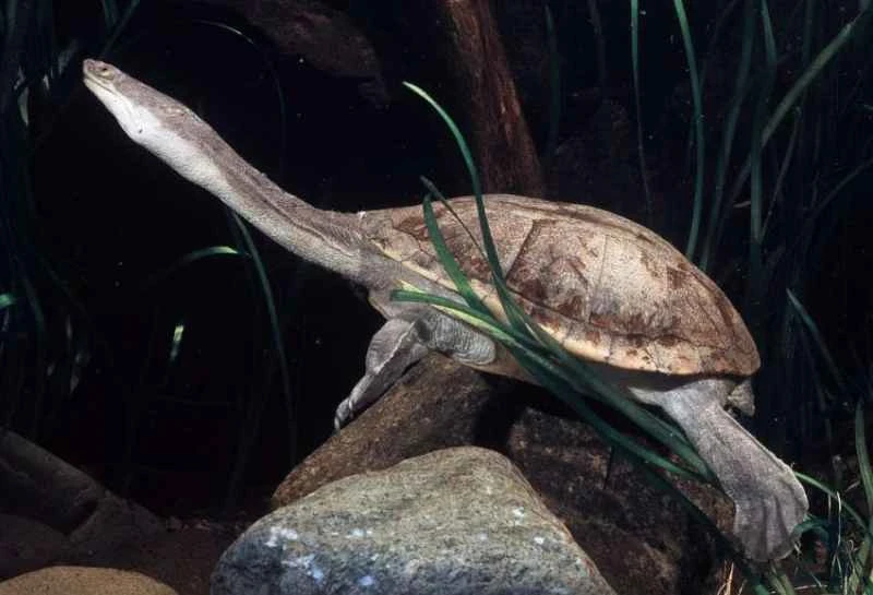 Northern snake-necked turtle, Chelodina rugosa