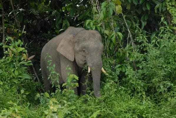 Sumatran elephant, *Elephas maximus sumatranus*